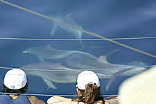 Temptation Sailing - Cruises Travel 2