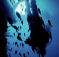 Scuba World - Tourism Guide