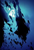 Scuba World - Cruises Travel 0