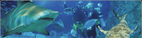 Scuba World - Cruises Travel 1