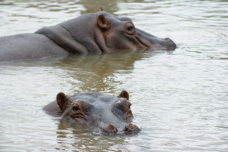 Cairns Wildlife Safari Reserve - Cruises Travel 2
