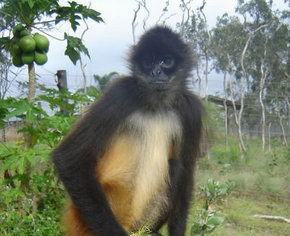 Cairns Wildlife Safari Reserve - Cruises Travel 3