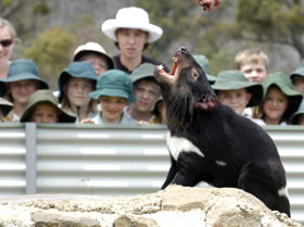 Tasmania Zoo - Tourism Guide 0