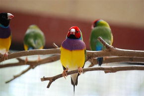 Kyabram Fauna Park - Tourism Guide 1