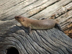 Kyabram Fauna Park - Tourism Guide 2