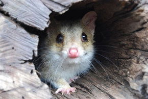 Kyabram Fauna Park - Tourism Guide 3
