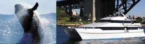 Prestige Harbour Cruises - Cruises Travel 3