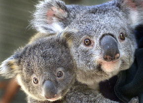 Symbio Wildlife Gardens - Tourism Guide 1