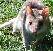 Urimbirra Wildlife Park - Tourism Guide