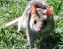 Urimbirra Wildlife Park - Tourism Guide 0