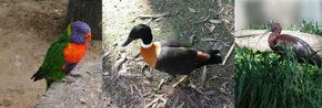 Urimbirra Wildlife Park - Tourism Guide 2
