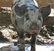 Wagga Wagga Zoo - Tourism Guide