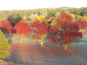 Balloon Adventures Barossa Valley - Travel Agents 3