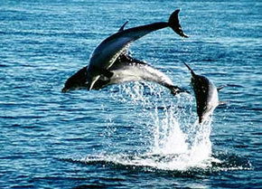 Polperro Dolphin Swims - Tourism Guide 1