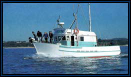 Polperro Dolphin Swims - Tourism Guide 2
