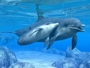 Polperro Dolphin Swims - Tourism Guide 3