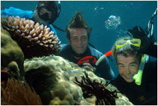 Dolphin Wild - Cruises Travel 1