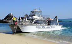 Dolphin Wild - Cruises Travel 2