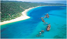 Dolphin Wild - Cruises Travel 3