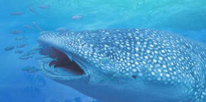 Ningaloo Blue Dive - Tourism Guide 1
