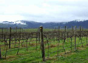Kinloch Wines - Tourism Guide 0