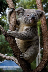 Currumbin Wildlife Sanctuary - Tourism Guide 1