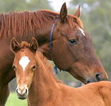 Blue Gum Farm - Tourism Guide
