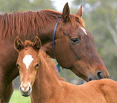 Blue Gum Farm - Tourism Guide 0