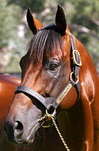 Blue Gum Farm - Tourism Guide 2