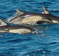 Dolphin Swim Australia - Tourism Guide