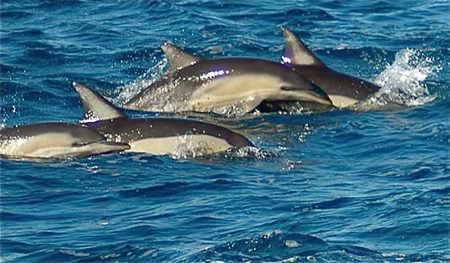 Dolphin Swim Australia - Tourism Guide 0
