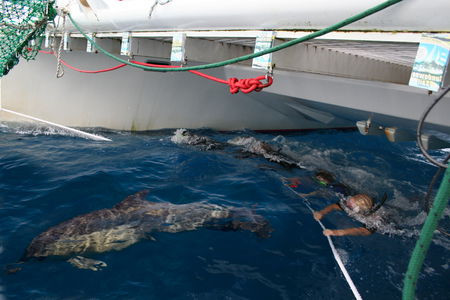 Dolphin Swim Australia - Tourism Guide 1
