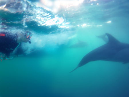 Dolphin Swim Australia - Tourism Guide 2