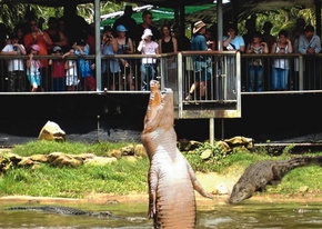Crocodylus Park - Tourism Guide 2
