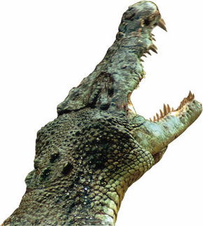Crocodylus Park - Tourism Guide 3