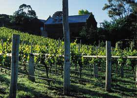 Goona Warra Vineyard - Tourism Guide 1