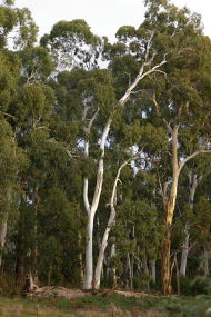 Heysen - The Cedars - Tourism Guide 2