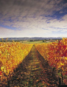 South Melbourne VIC Tourism Guide