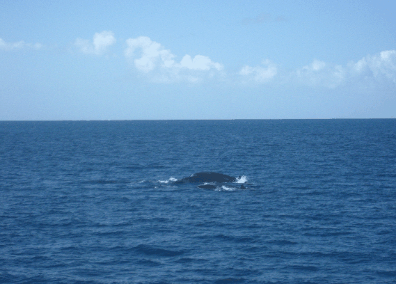 Carlo Fishing Charters - Cruises Travel 1