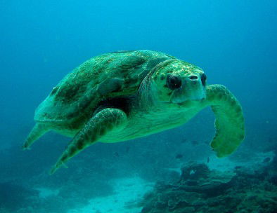 Snorkel Safari Brisbane - Cruises Travel 4