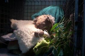 Jirrahlinga Koala & Wildlife Sanctuary - Travel Agents 3