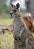 Jirrahlinga Koala & Wildlife Sanctuary - Travel Agents 4