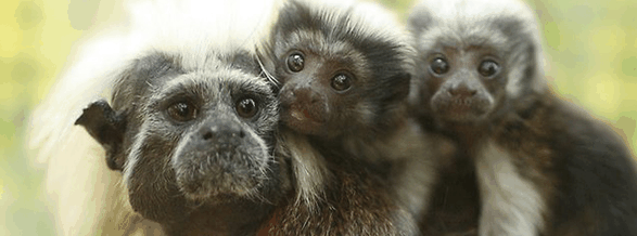 Alma Park Zoo - Cruises Travel 3