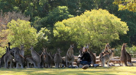 Lone Pine Koala Sanctuary - Travel Search 1