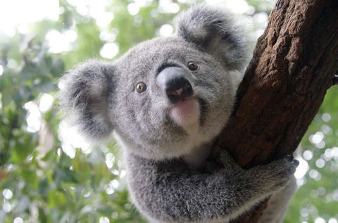 Lone Pine Koala Sanctuary - Travel Search 3
