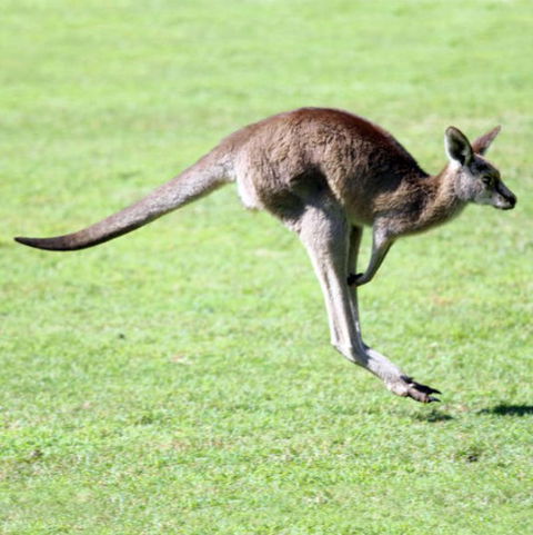 Lone Pine Koala Sanctuary - Travel Search 4