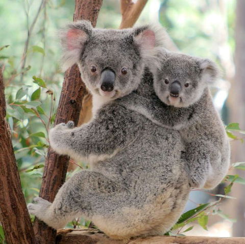 Lone Pine Koala Sanctuary - Travel Search 6