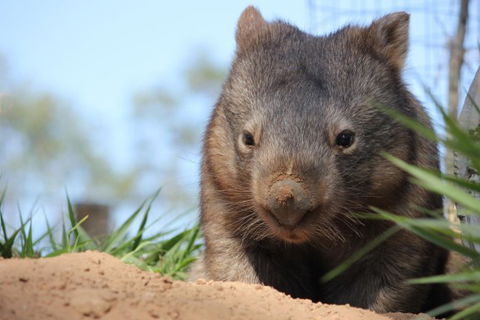Lone Pine Koala Sanctuary - Travel Search 7