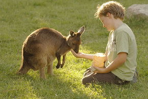 Cleland Wildlife Park - Tourism Guide 4