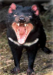 Zoo Doo Wildlife Park - Tourism Guide 4